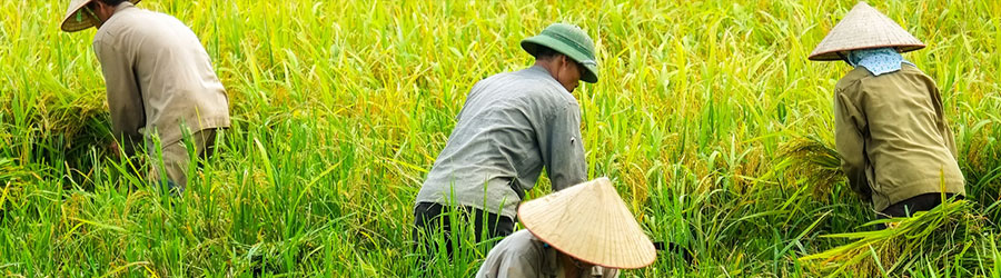 Locals harvesting in rice fields